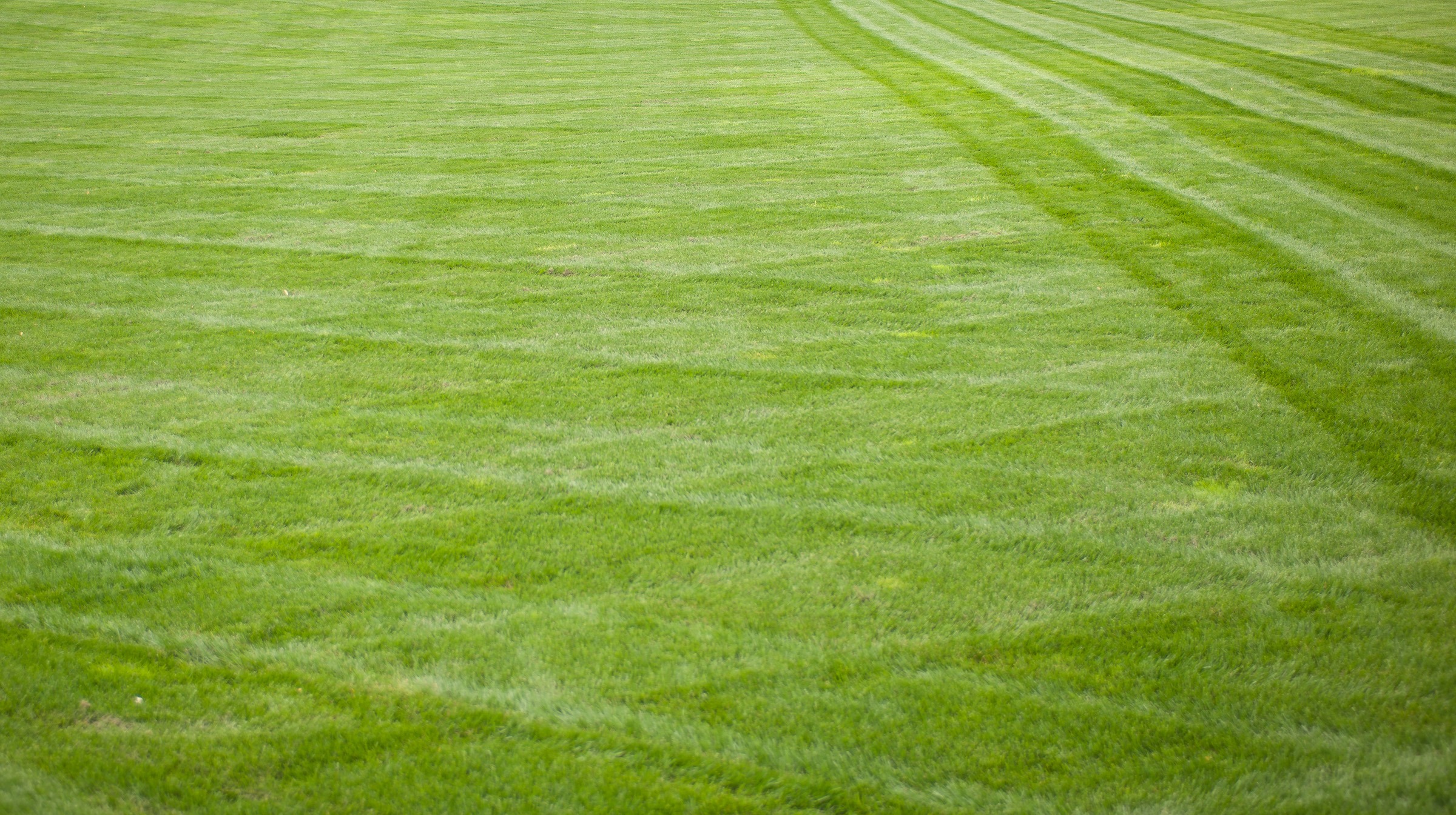 Freshly mowed green lawn with striped grass patterns