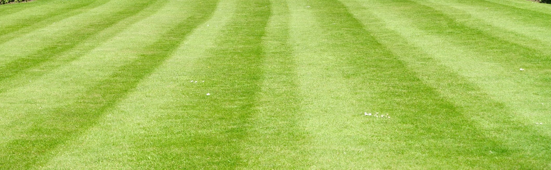 Manicured striped lawn bordered by shrubs and trees
