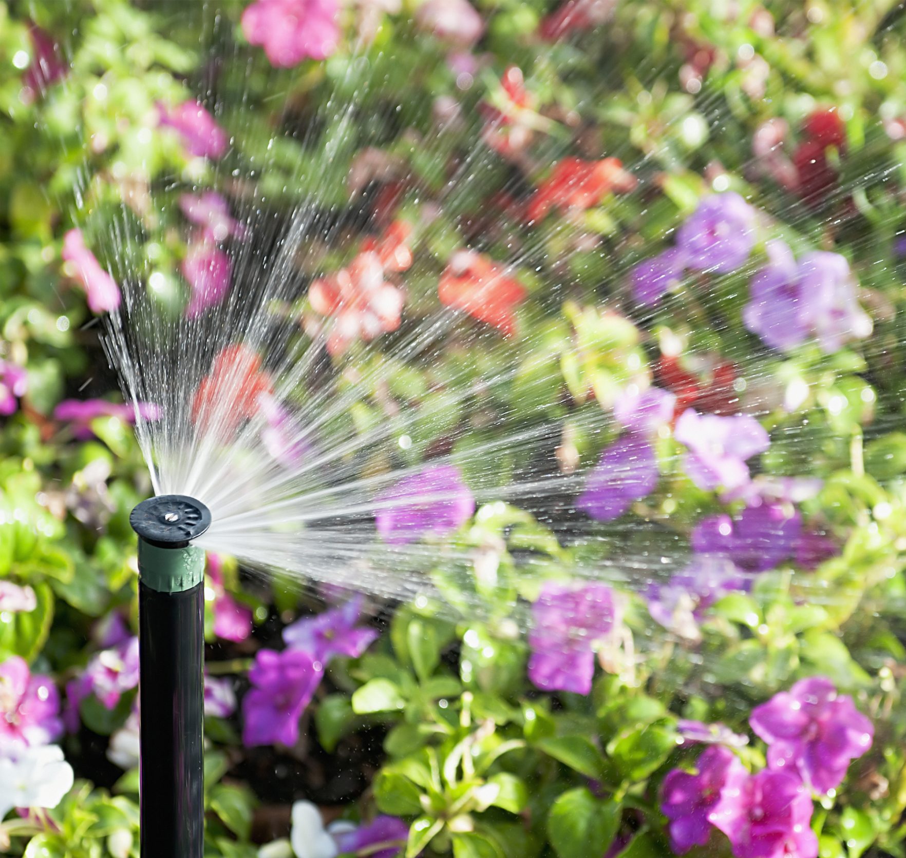 Garden sprinkler watering colorful purple and pink flowers