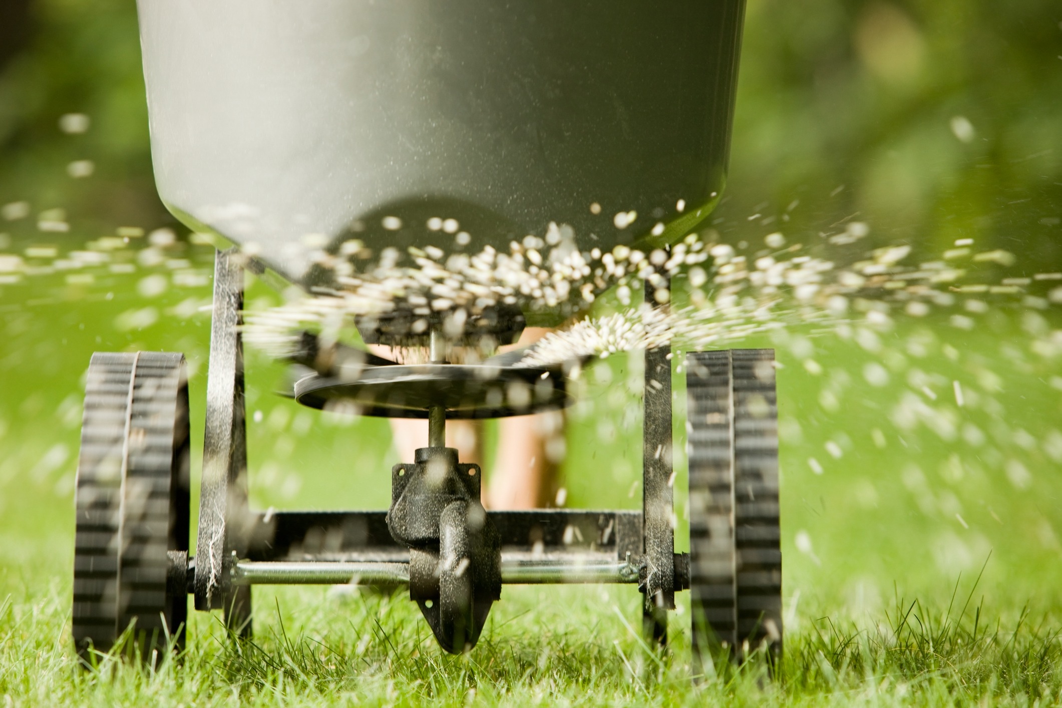 Lawn spreader scattering fertilizer across green grass