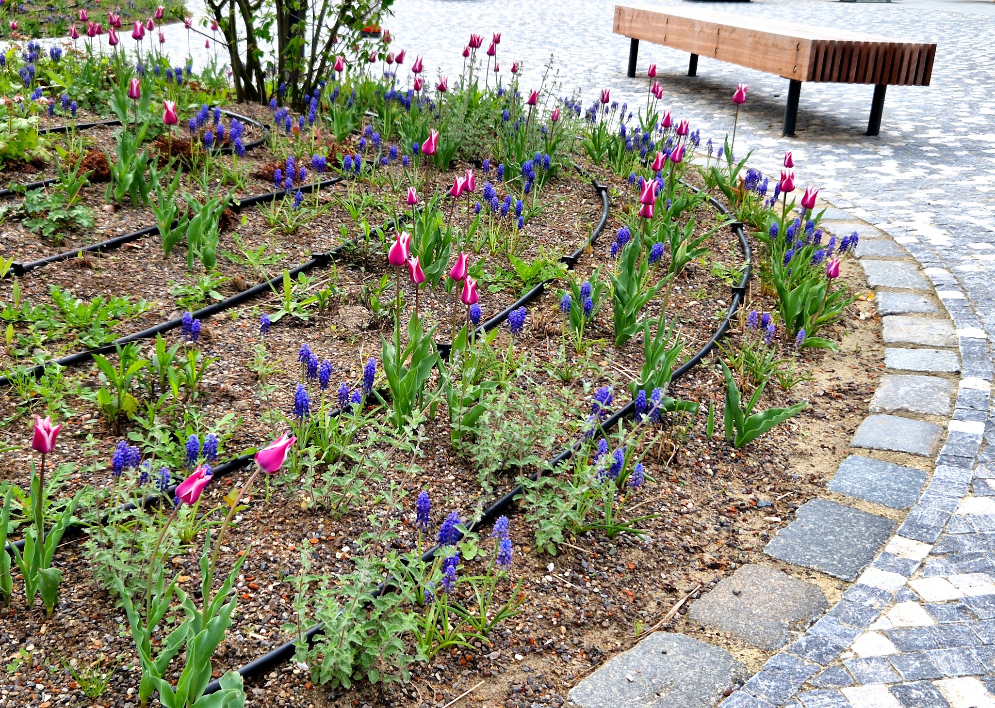 Pink tulips and purple flowers beside a wooden bench