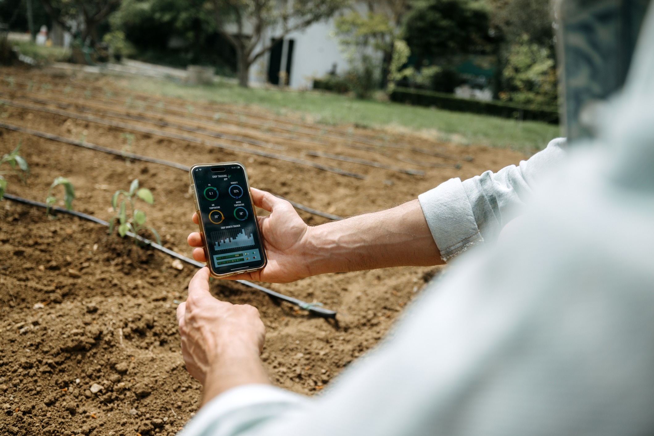 Farmer checks crop data on smartphone beside drip-irrigated seedlings.