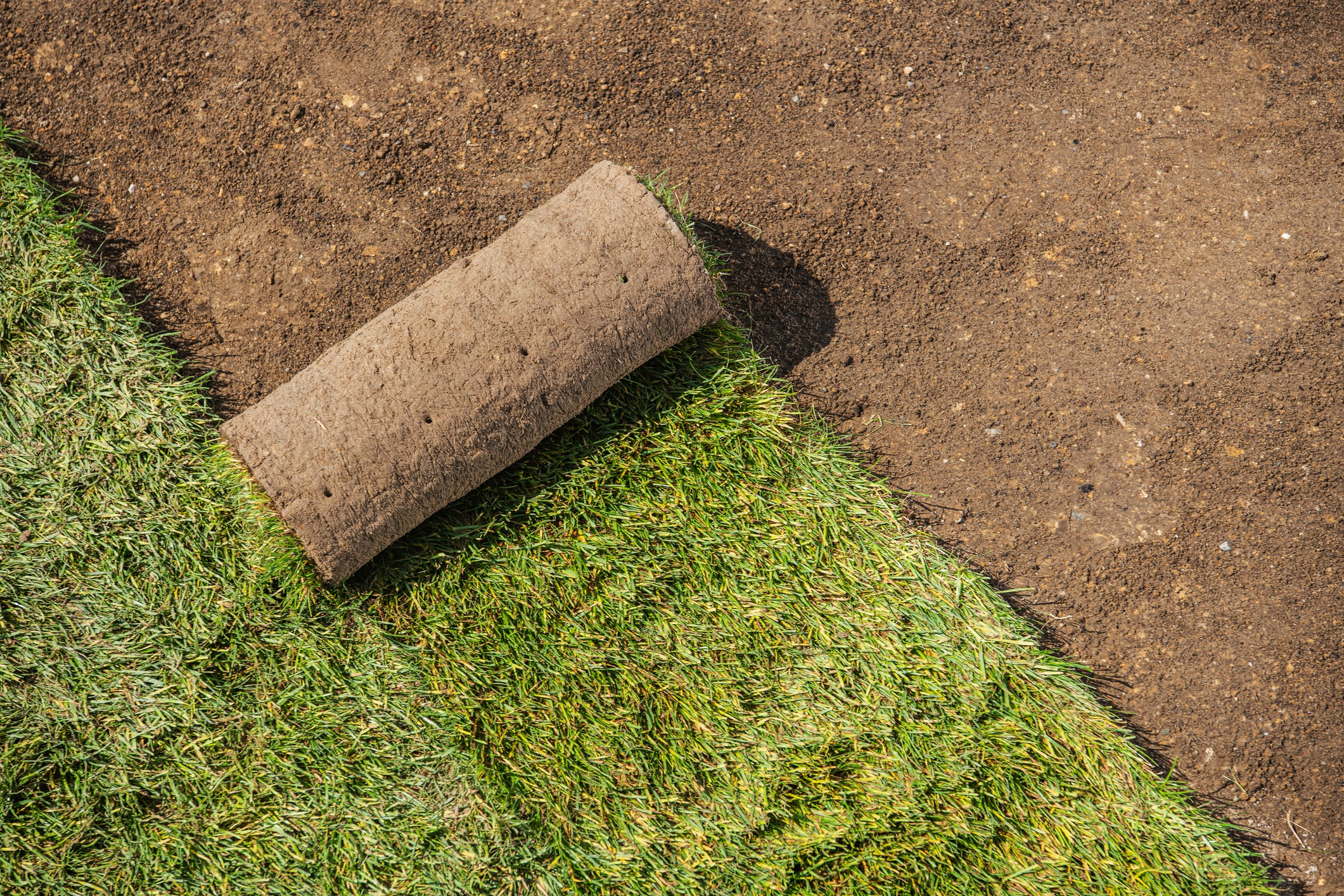 Rolled turf on soil beside green grass