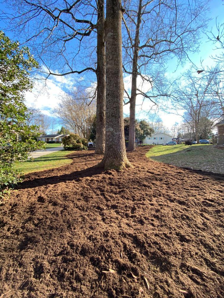 Large leafless tree stands in freshly tilled yard