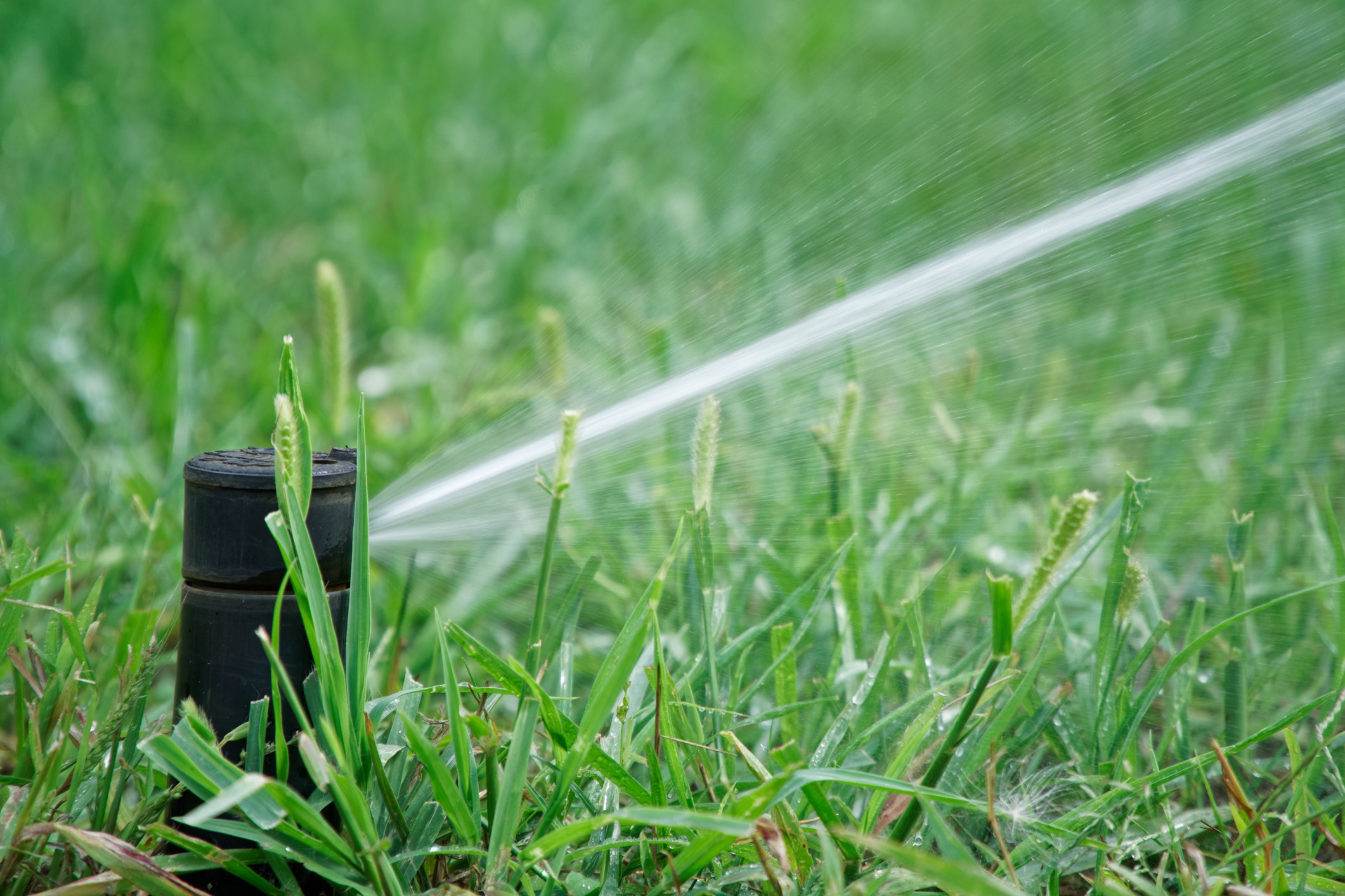 Lawn sprinkler spraying water across green grass